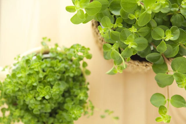 風水で玄関に観葉植物の置き方 無料占いcoemi コエミ