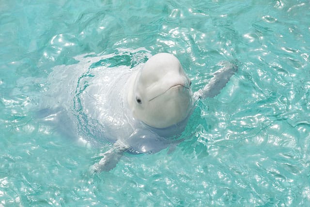 夢占い-水族館の夢の意味は？イルカ？くじら？サメ？シャチ？見た魚に隠された暗示やメッセージ | 無料占いcoemi(コエミ)